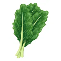 Collard greens