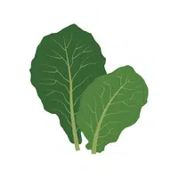 Collard greens