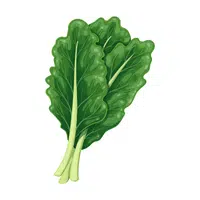 Collard greens | Summer Vegetables Names in English