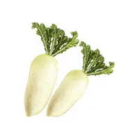 Daikon radish