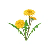 Dandelion greens | Winter Vegetables Names in English