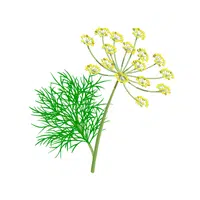 Dill | Winter Vegetables Names in English