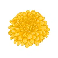 Edible chrysanthemum