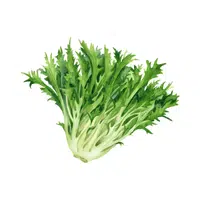 Escarole | Winter Vegetables Names in English