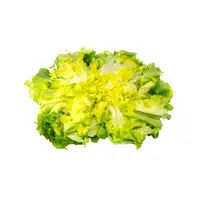 Escarole | Summer Vegetables Names in English