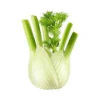 Fennel bulb | Summer Vegetables Names in English