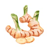 Galangal root | Winter Vegetables Names in English