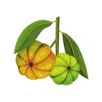 Garcinia | Tropical Fruits Names in English
