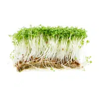 Garden cress