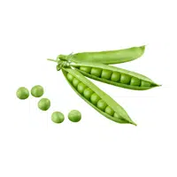 Garden pea | Summer Vegetables Names in English