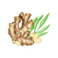 Ginger root | Winter Vegetables Names in English