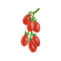 Grape tomato | Summer Vegetables Names in English