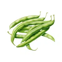 Green bean | Summer Vegetables Names in English