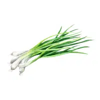 Green onion | Summer Vegetables Names in English