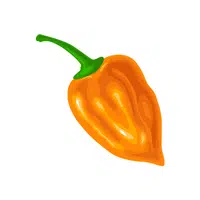 Habanero pepper