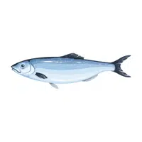 Herring