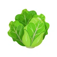 Iceberg lettuce