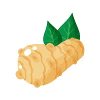Jerusalem artichoke