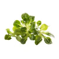 Lamb’s lettuce | Winter Vegetables Names in English