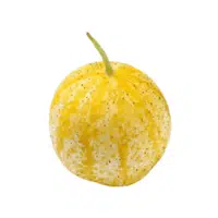 Lemon cucumber
