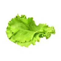 Lettuce | Summer Vegetables Names in English