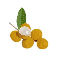 Longan | Tropical Fruits Names in English