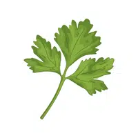 Lovage | Winter Vegetables Names in English