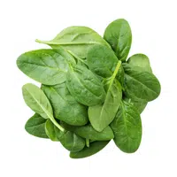 Malabar spinach