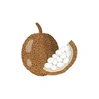 Marang | Tropical Fruits Names in English