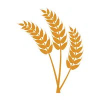 Millet | Healthy Foods Names in English