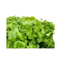 Miner’s lettuce | Winter Vegetables Names in English