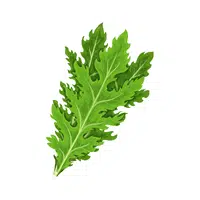 Mizuna | Winter Vegetables Names in English