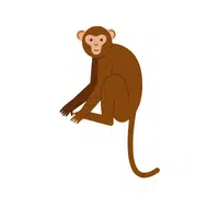 Monkey | Emojis Names in English