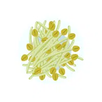 Mung bean sprout