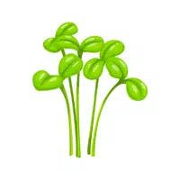 Mustard cress
