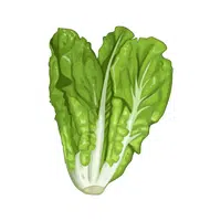 Mustard greens