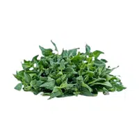 New Zealand spinach