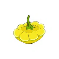 Patty pan squash
