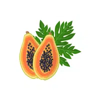 Pawpaw | Tropical Fruits Names in English