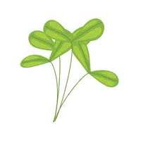 Pea shoots | Winter Vegetables Names in English