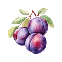 Plum | Healthy Foods Names in English
