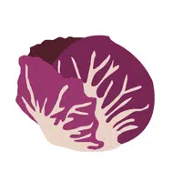 Radicchio | Winter Vegetables Names in English
