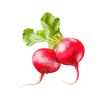 Radish greens