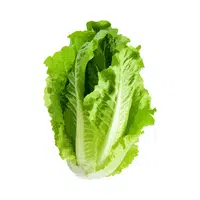 Romaine lettuce