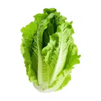 Romaine lettuce