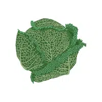 Savoy cabbage