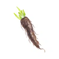 Scorzonera | Winter Vegetables Names in English