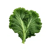 Sea kale | Winter Vegetables Names in English