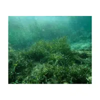 Seaweed