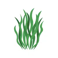 Seaweed | Healthy Foods Names in English